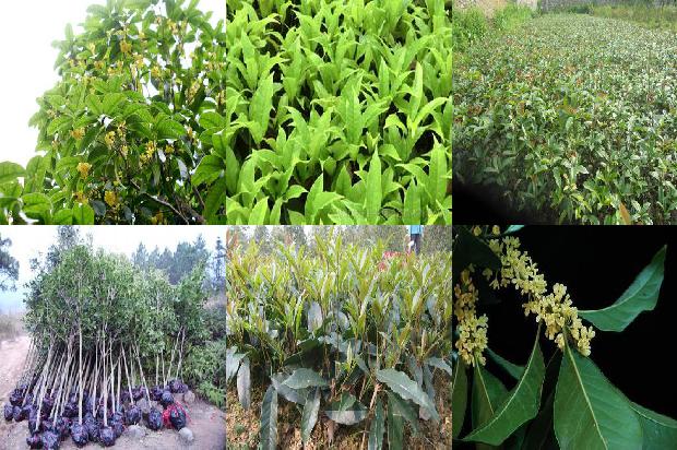 桂花苗_农药减量增产技术在桂花病虫害防治中的应用1664986789576