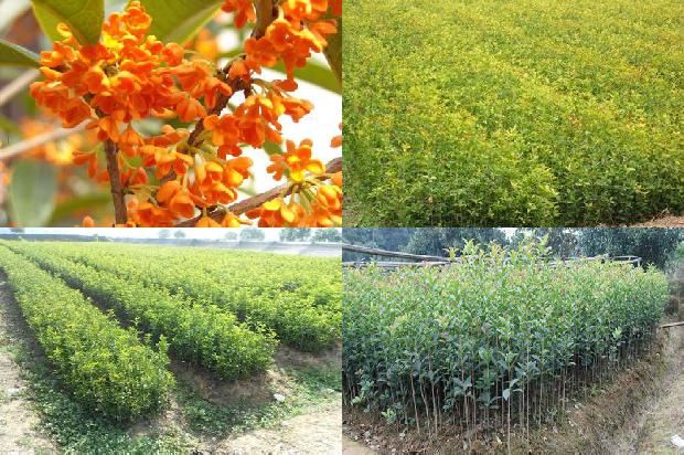 桂花苗_桂花树宴1665073152715 桂花苗_桂花树宴1665073152715