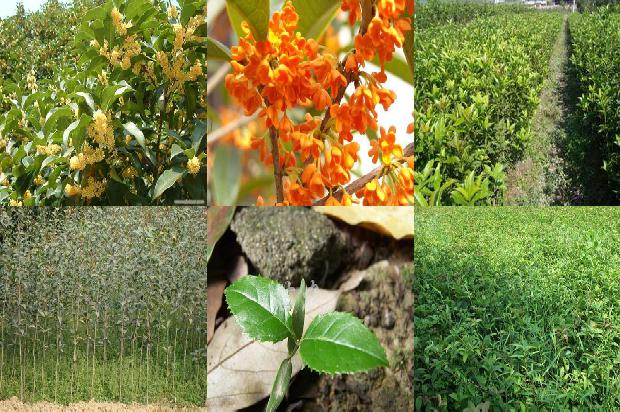 桂花苗_桂花树夏季修剪技术1665073160221