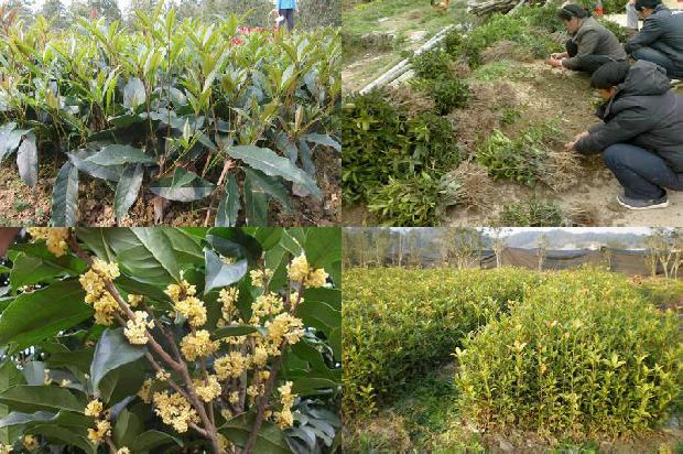 桂花苗(保护地桂花病虫害绿色防控技术)1665073222165