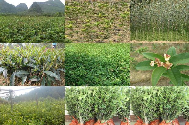 桂花树几月才会开花1690245343524