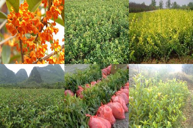 桂花树是硬木吗还是软木1688435477447