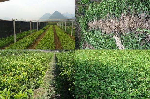 怎样让桂花多开花1689208057405