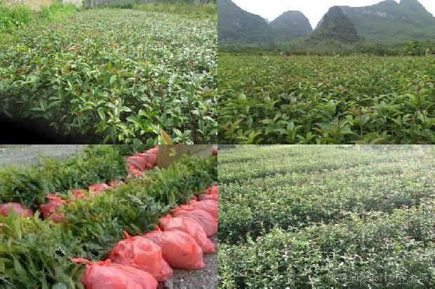 桂花和什么花茶搭配1689577029829