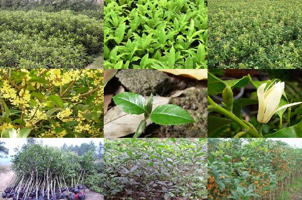 桂花树苗价格-气体环境对桂花生长发育的影响1665333233969 桂花树苗价格-气体环境对桂花生长发育的影响1665333233969