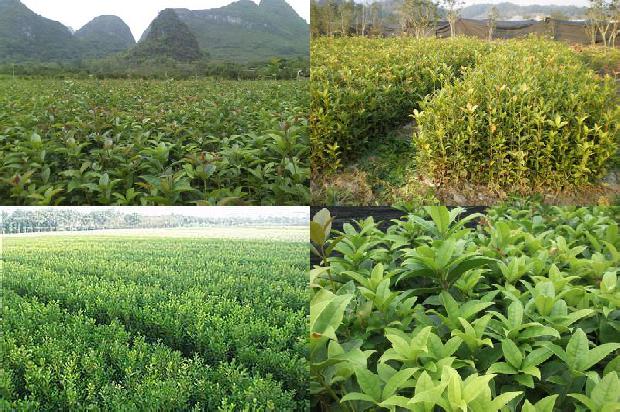 山桂花木材材质有哪些特点和用途1688518810583