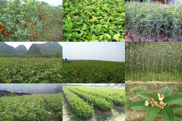 桂花苗价格:城乡绿化应多选用桂花树1665506081412