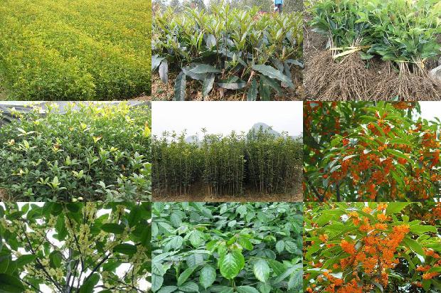 桂花苗价格:桂花树早落叶 原因各不同1665506096049 桂花苗价格:桂花树早落叶 原因各不同1665506096049