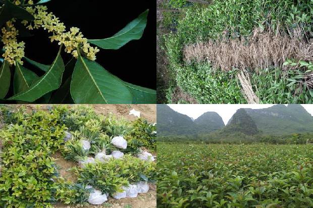 桂花苗(桂花中有机磷农药残留检测样品前处理方法)1665592455836