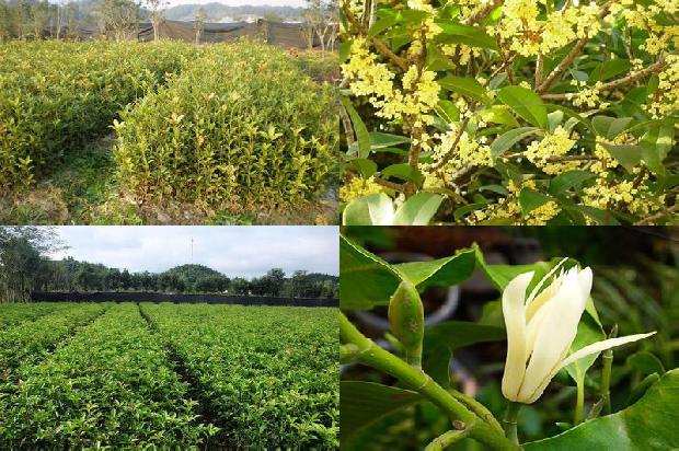 桂花苗:桂花树鳞茎盘培养诱导簇生芽和微鳞茎1665592529595 桂花苗:桂花树鳞茎盘培养诱导簇生芽和微鳞茎1665592529595