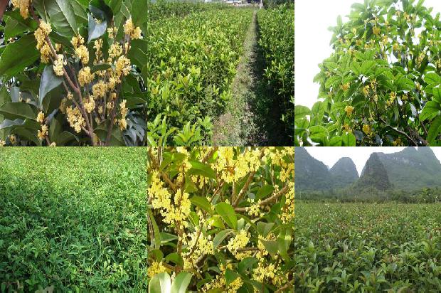 桂花苗:桂花树鳞茎盘培养诱导簇生芽和微鳞茎1665592529606 桂花苗:桂花树鳞茎盘培养诱导簇生芽和微鳞茎1665592529606