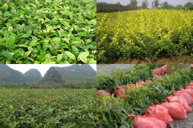 桂花苗-陕西杨凌桂花褪绿病毒的分子检测1665765472976