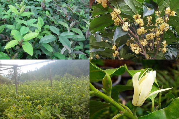 桂花苗-陕西杨凌桂花褪绿病毒的分子检测1665765473031