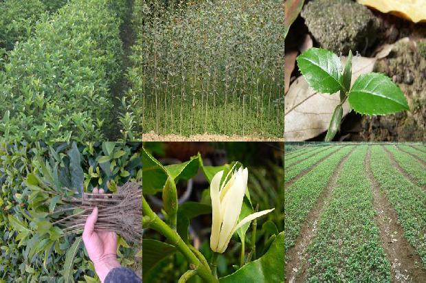 桂花苗:上高紫皮桂花树品种退化原因及防止措施1665765487957