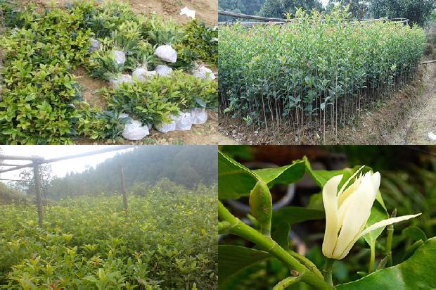桂花苗:上高紫皮桂花树品种退化原因及防止措施1665765488001