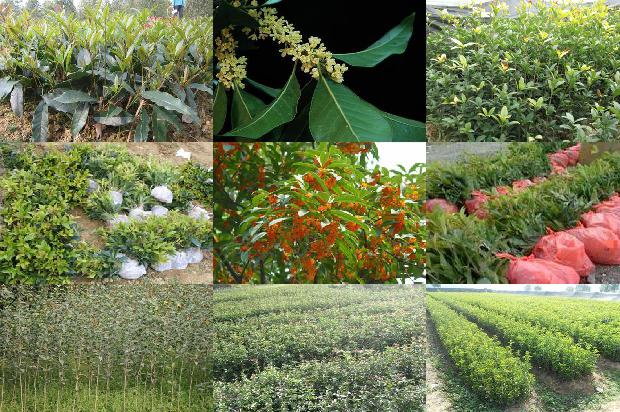 桂花苗-无公害桂花种植技术及病虫害防治措施1665765497105