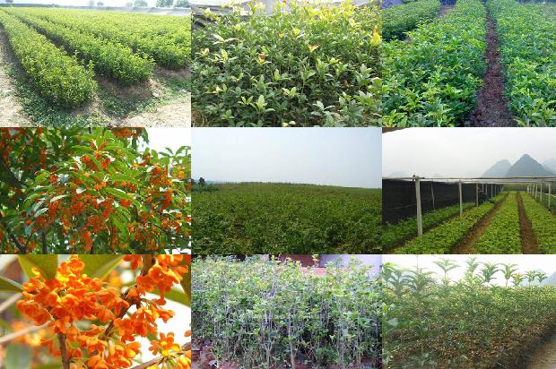 桂花苗-无公害桂花种植技术及病虫害防治措施1665765497126