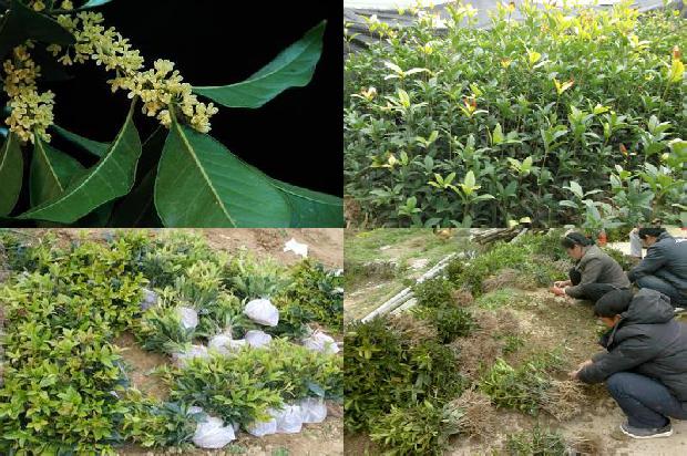 桂花苗(黑龙江省桂花产业链适用型人才培养模式的研究与探索)