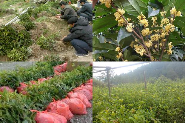 桂花苗(崇明区桂花机械化生产技术推广与探索)1665765545329