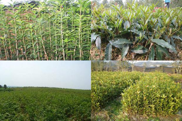 桂花乌龙茶是凉性还是温性茶叶1689467516450
