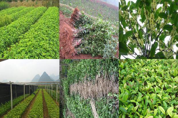 桂花苗价格_秋季胃痛吃桂花树 容易上火吃木瓜1665850849113 桂花苗价格_秋季胃痛吃桂花树 容易上火吃木瓜1665850849113