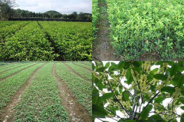 桂花苗价格_秋季胃痛吃桂花树 容易上火吃木瓜1665850849135 桂花苗价格_秋季胃痛吃桂花树 容易上火吃木瓜1665850849135