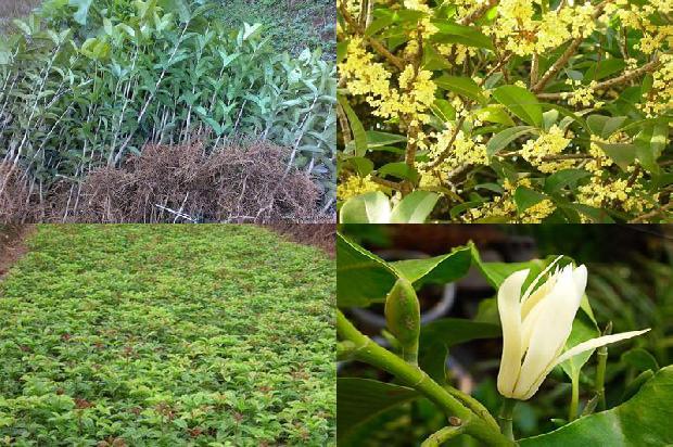 桂花苗价格_秋季胃痛吃桂花树 容易上火吃木瓜1665850849146 桂花苗价格_秋季胃痛吃桂花树 容易上火吃木瓜1665850849146