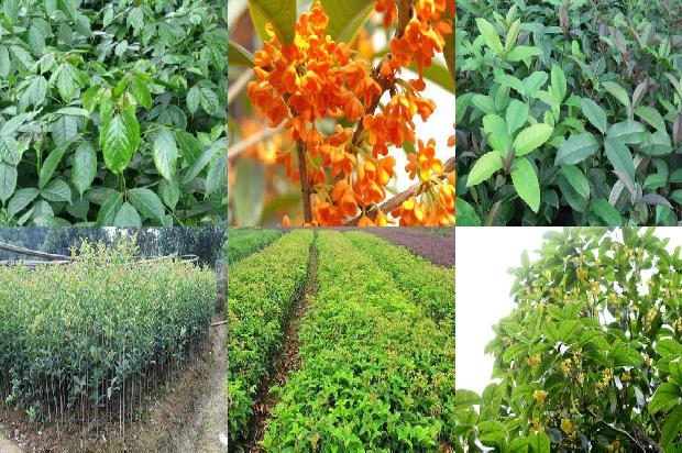 桂花苗价格_秋季胃痛吃桂花树 容易上火吃木瓜1665850849168 桂花苗价格_秋季胃痛吃桂花树 容易上火吃木瓜1665850849168