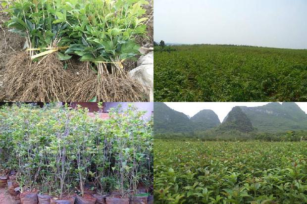 桂花苗价格_秋季胃痛吃桂花树 容易上火吃木瓜1665850849178 桂花苗价格_秋季胃痛吃桂花树 容易上火吃木瓜1665850849178