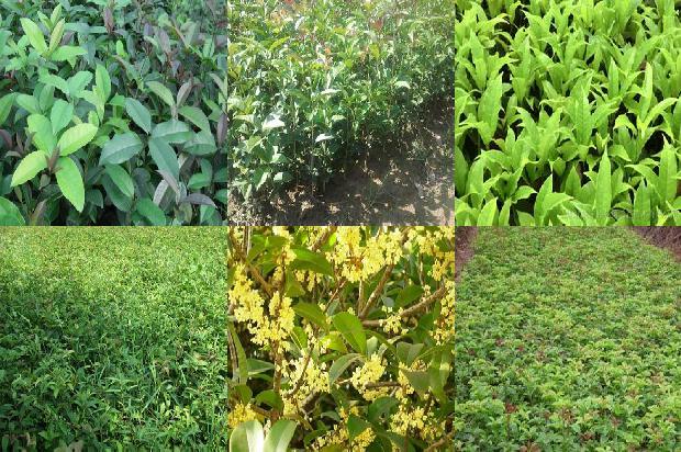 桂花的资料及介绍1688609863509