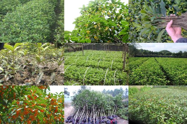 桂花树价格-浅谈节水保肥措施在桂花树栽培上的应用1666110029304