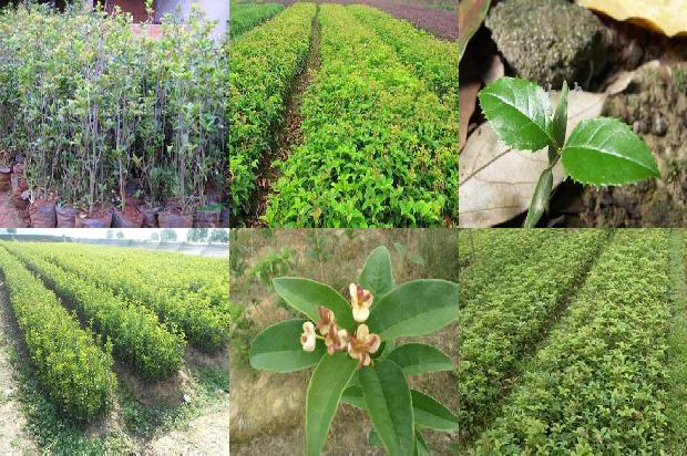 桂花树价格-浅谈节水保肥措施在桂花树栽培上的应用1666110029315