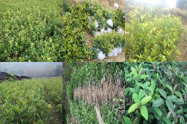 桂花树木材可做雕刻手工吗1688436795334