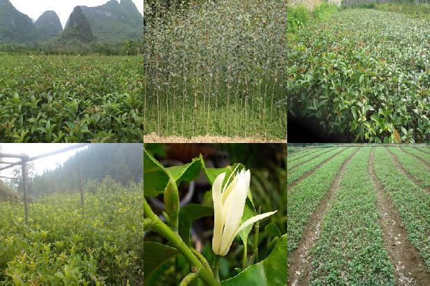 桂花乌龙茶和牛奶一起喝会怎么样1689467900653
