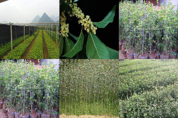 桂花树几时修剪好1688604764054