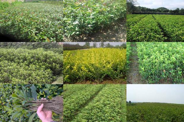 桂花茶桂花可以吃吗有毒吗1689576387613