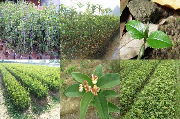 桂花树用深盆还是浅盆1688948580765