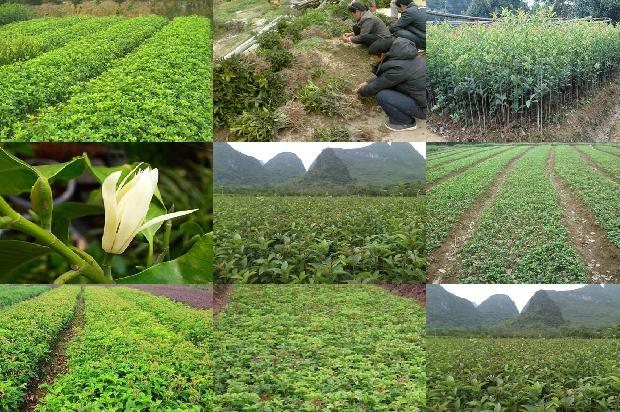桂花树多少钱一棵12公分长的1690331443533