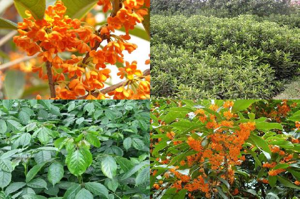 两公分的桂花树是几年的花1690762120919