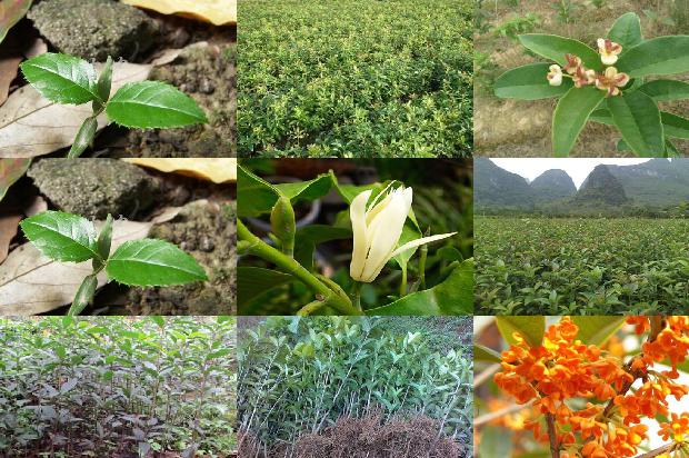 桂花怎么做成桂花茶叶1688607804410