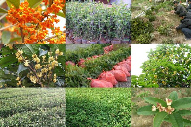 桂花苗种植方法1672937370445