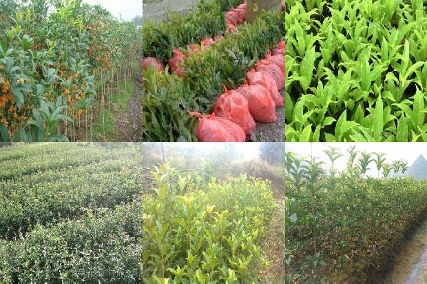 桂花苗种植方法1672937370451