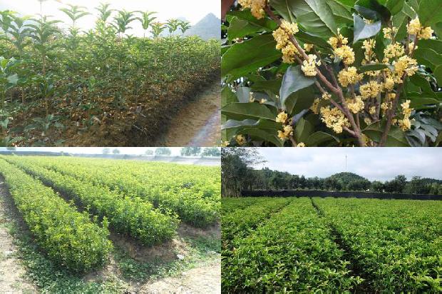 桂花什么季节播种比较好1688606755538