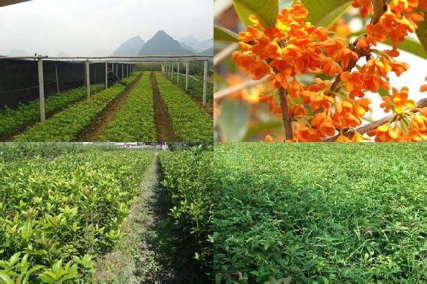 公分桂花树苗价格