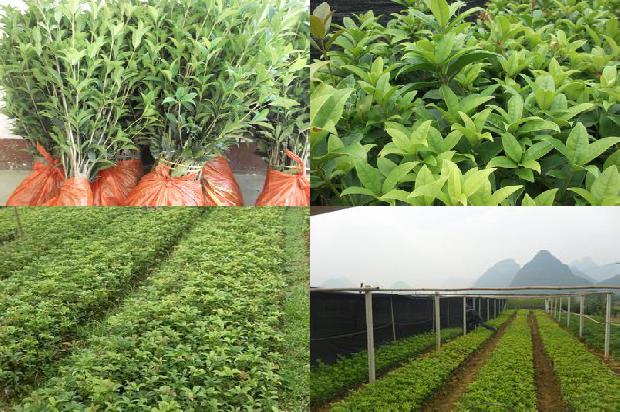 桂花工程苗价格1672937613906