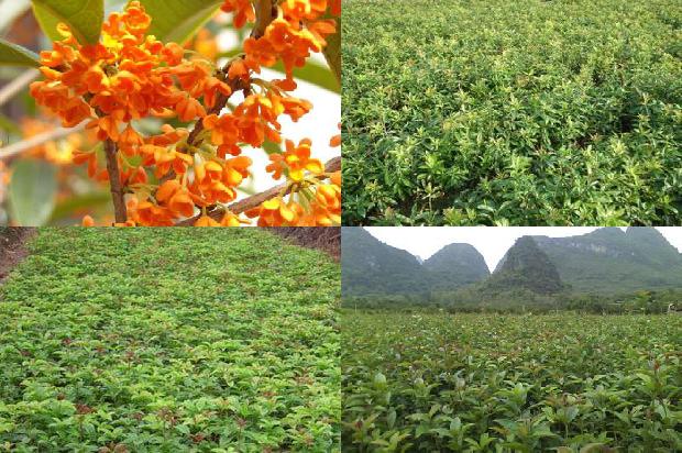 秋季种桂花枝能活吗1688792999839