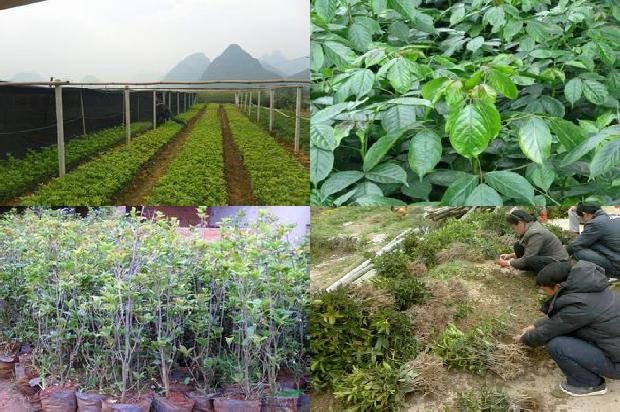 桂花树栽植