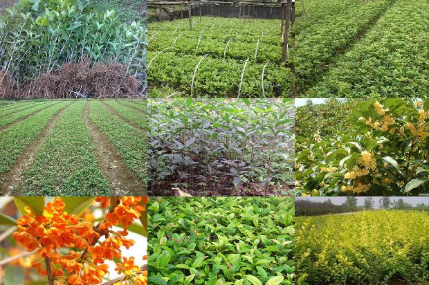 古茗的桂花乌龙茶奶芙孕妇可以喝吗1689467626946