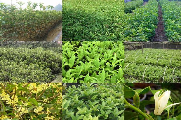 桂花冬季栽植好不好1688605489056