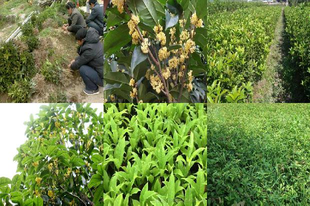 家里栽几棵桂花树好1672938405359
